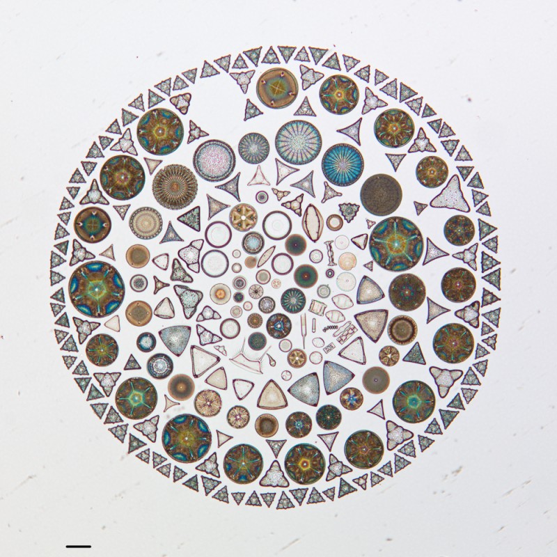 algue-microscope-geometrie-01