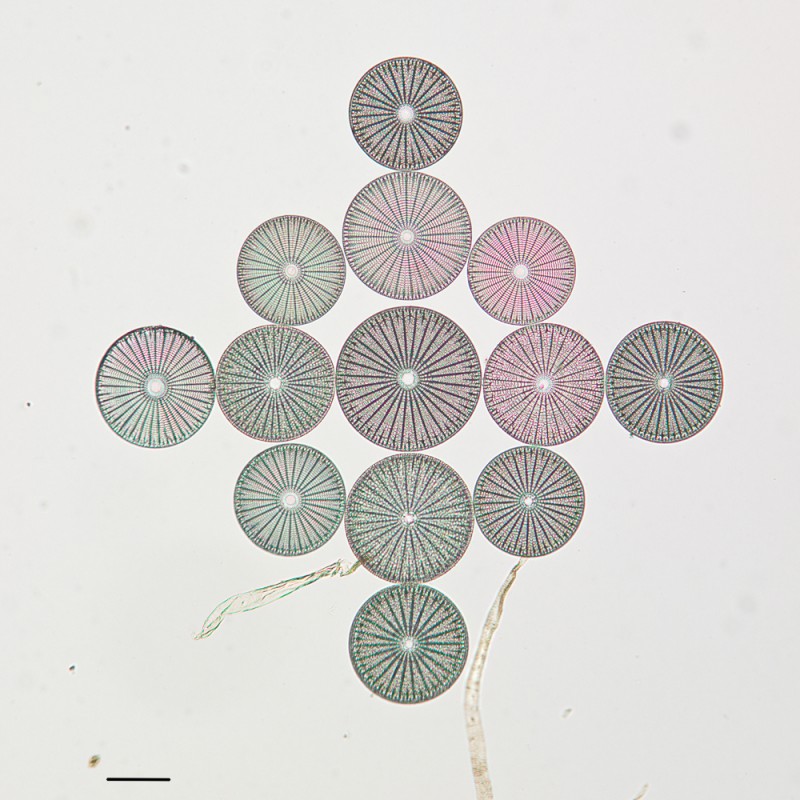 algue-microscope-geometrie-02