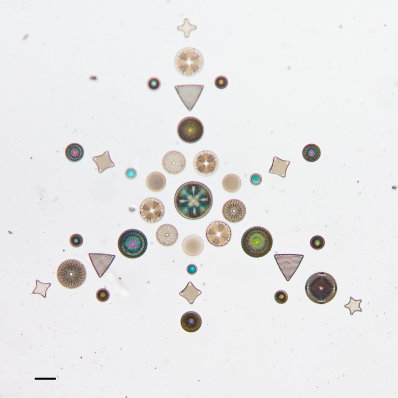 algue-microscope-geometrie-03