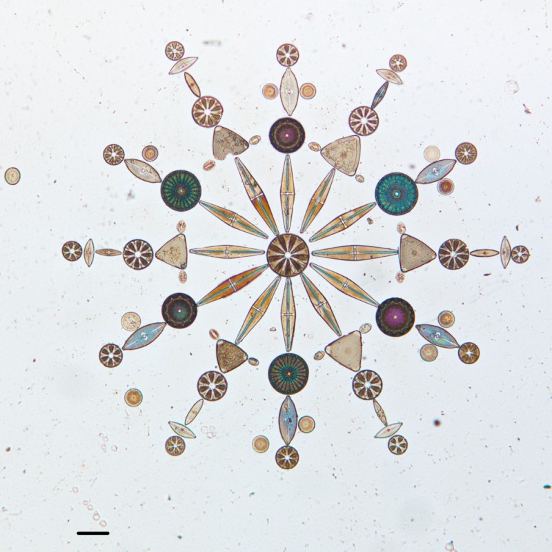 algue-microscope-geometrie-04