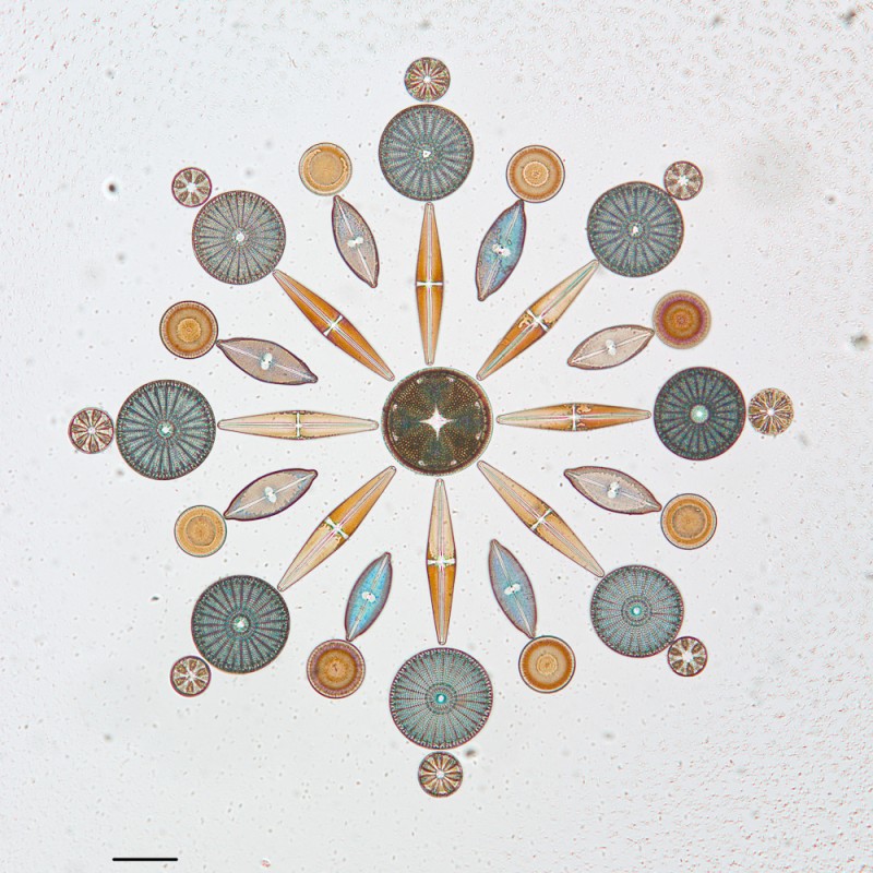 algue-microscope-geometrie-05