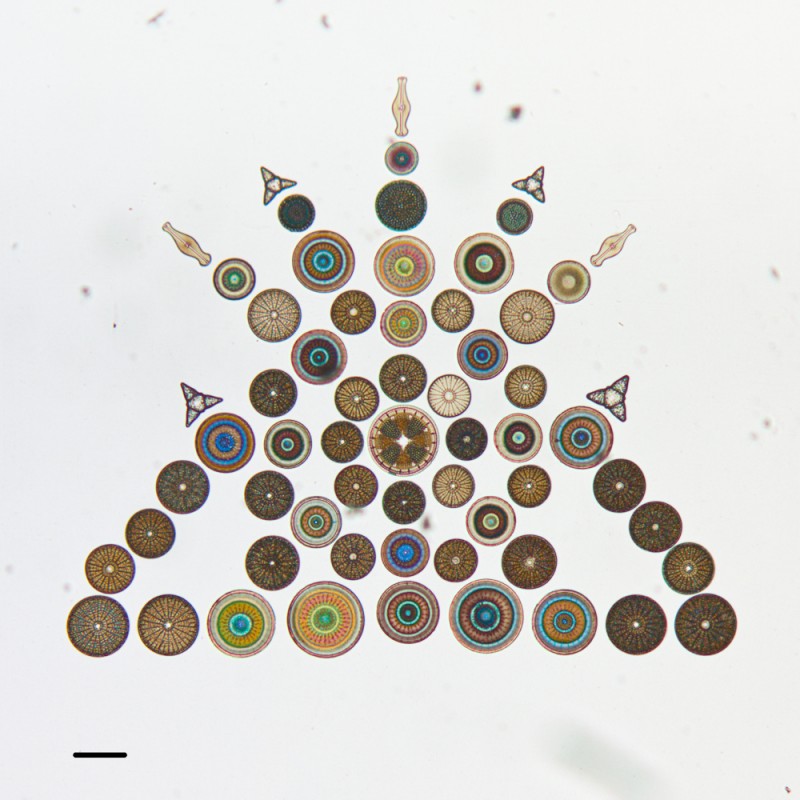 algue-microscope-geometrie-06