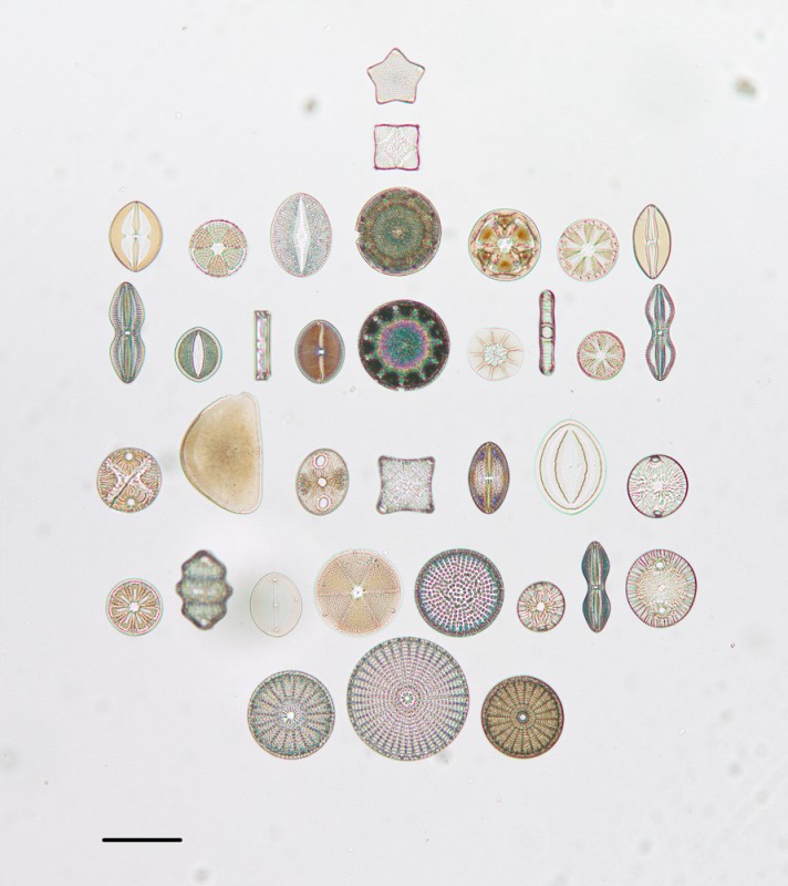 algue-microscope-geometrie-07