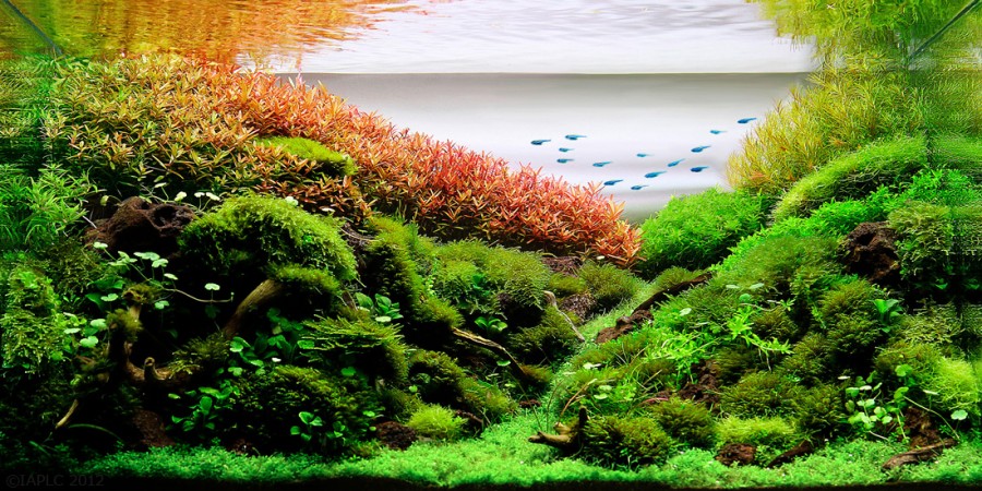 aquarium-plante-decors-09