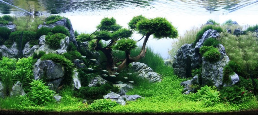 aquarium-plante-decors-14