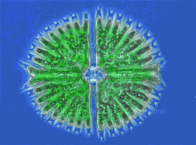Division cellulaire d'une algue