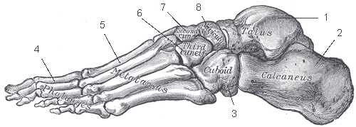 os du corps humain