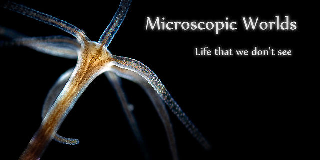 Un monde vivant microscopique